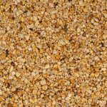Corn Meadow